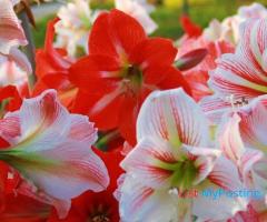 Order Houseplants Online, Low Maintenance Indoor Plants India, Amaryllis Bulbs For Sale - Image 1