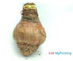Order Houseplants Online, Low Maintenance Indoor Plants India, Amaryllis Bulbs For Sale - Image 3